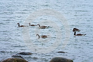 Canada geese swimming in group