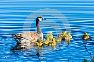 Canada Geese swimming on a Lake.