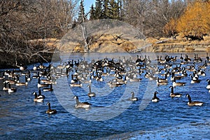 Canada geese swimming in open icy waters