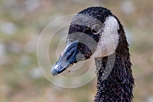 Canada geese swimming on a pond. Birds of Prey Centre, Coledale, Alberta, Canada