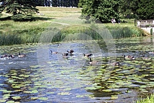 Canada geese swimming in a river, Stowe Landscape Garden, England