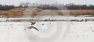 Canada Geese take flight across South Dakota Wetlands