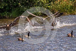 Canada Geese taking flight on busy day at the pond