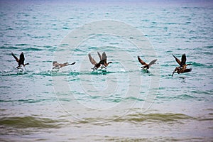 Canada geese taking off for flight from lake Michigan