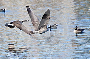 Canada Geese Taking to Flight