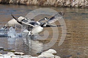 Canada Geese Taking to Flight from the River