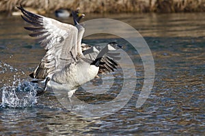 Canada Geese Taking to Flight from the River