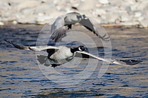 Canada Geese Taking to Flight from the River Water