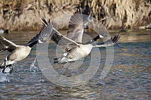 Canada Geese Taking to Flight from the River