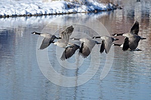 Canada Geese Taking to Flight from a Winter Lake