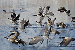 Canada Geese Taking to Flight from a Winter Lake