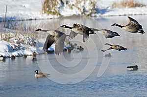 Canada Geese Taking to Flight from a Winter Lake