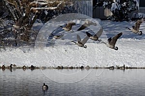 Canada Geese Taking to Flight from a Winter Lake