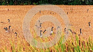 Canada Geese In Tall Autumn Grass