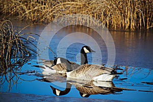 Canada Geese with their reflections in water