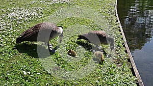 Canada geese with two fluffy goslings