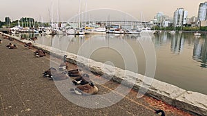 Canada Geese on Vancouver Seawall