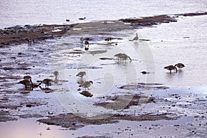 Canada geese wading and rooting for food in muddy St. Lawrence River bank in the early spring