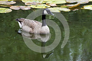 Canada Geese water reflections.