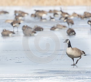 Canada Geese on a waterfront marsh in Ontario