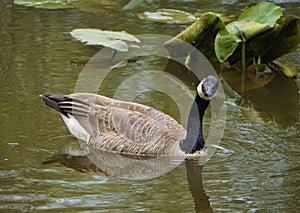 Canada Geese in West Michigan