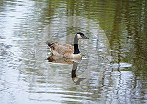 Canada Geese in West Michigan