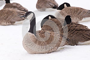 Canada Geese in Winter - Nebraska
