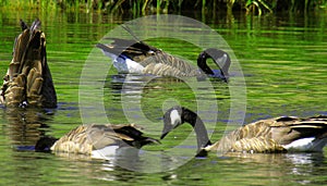 CANADA GEESE AT WORK