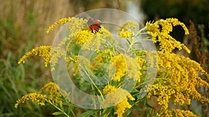 Canada goldenrod Solidago canadensis blossom Canadian yellow plant earth, wild flowers invasive expansive species bloom