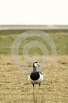 Canada goose