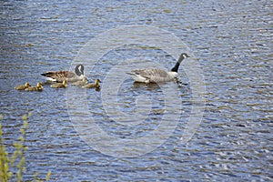 Canada Goose