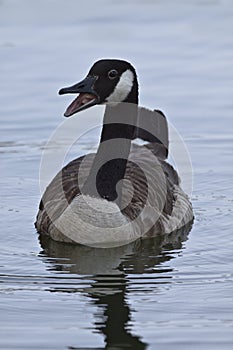 Canada goose