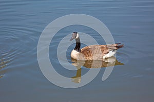 Canada Goose