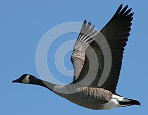 Canada Goose