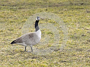 Canada goose