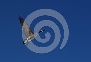 Canada Goose