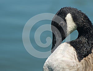 Canada Goose