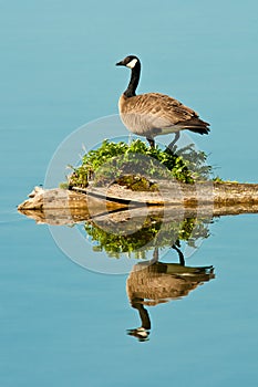 Canada Goose