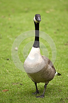 Canada goose