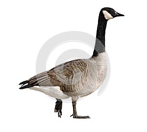 Canada Goose photo