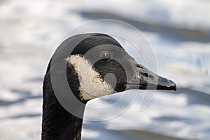 Canada Goose