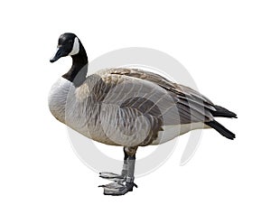 Canada Goose