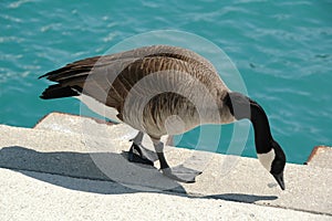 Canada Goose