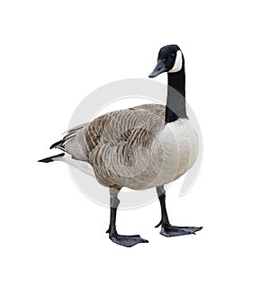 Canada Goose