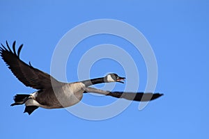 Canada goose