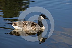 Canada Goose