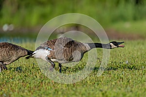 Canada goose