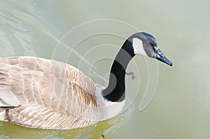 Canada Goose