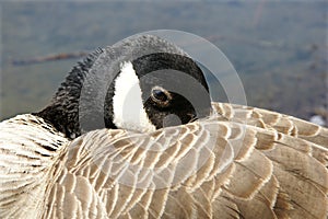 Canada goose