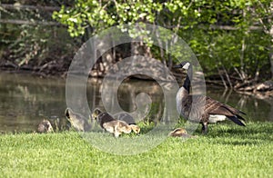 Canada goose aka Canadian goose with her gosling babies at pond